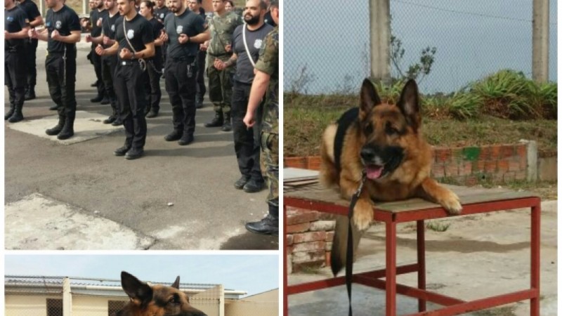 Curso qualifica agentes nos cuidados com alojamento dos c&atilde;es e adestramento