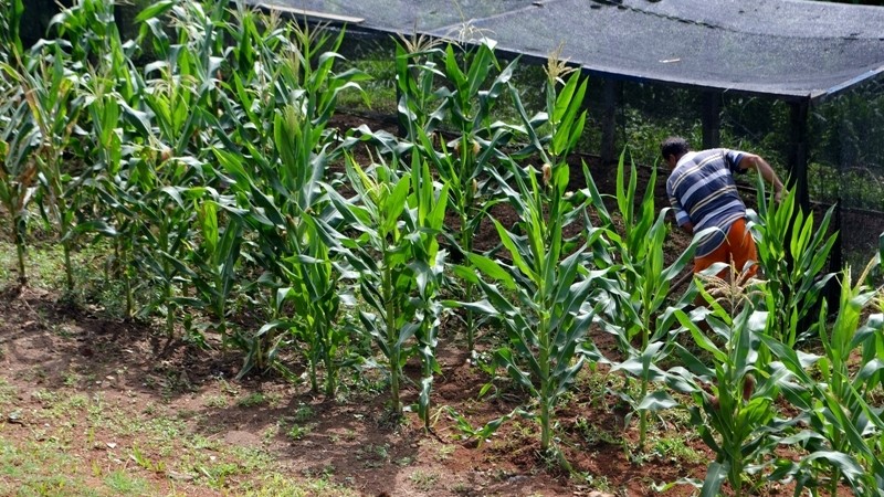Em Camaquã, a horta tem cerca de 500 m².
