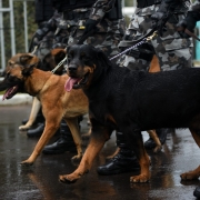 Tropa canina marcou presença no Desfile de 7º de setembro em Porto Alegre
