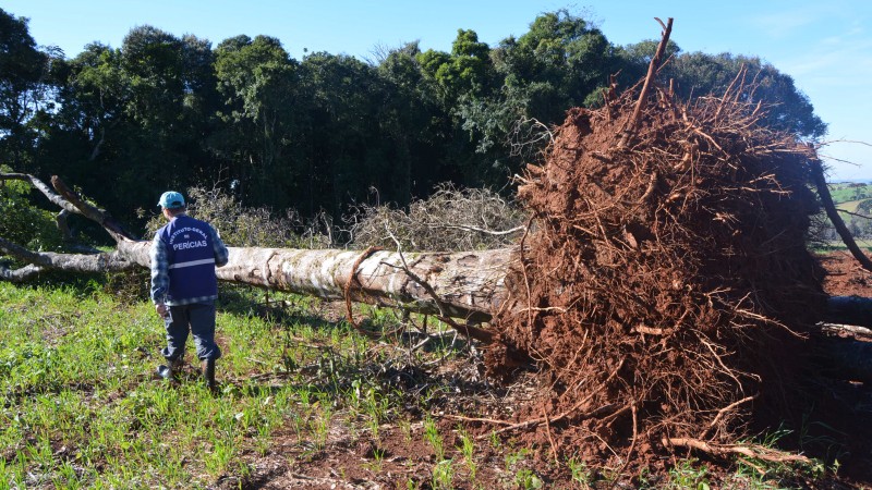 Perito do IGP aparece em um campo ao lado de um tronco de árvore caído ao solo, com grandes raízes expostas na base. Ao fundo, uma floresta.
