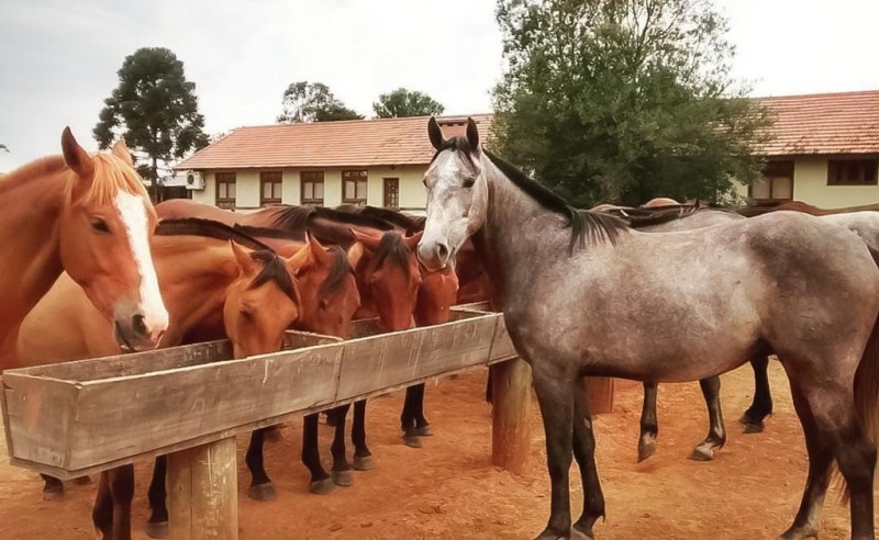 No Dia da Cavalaria, Brigada Militar ganha 23 novos soldados especializados  na atividade - Portal do Estado do Rio Grande do Sul