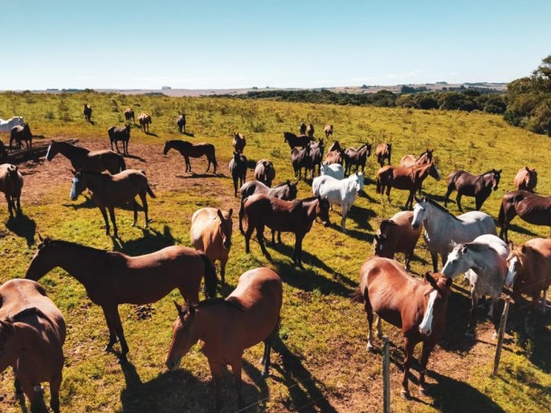 Cavalos espalhados pelo campo do Cetrapa