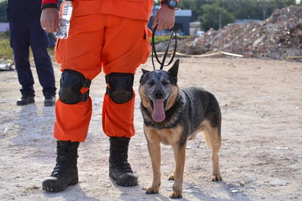 Bombeiro segurando um dos cachorros pela coleira.