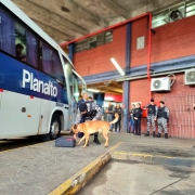 Observado por policiais civis e militares, um cão fareja um mala no chão ao lado de um ônibus estacionado em plataforma da rodoviária da Capital.