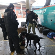Observado por policiais civis, um cão farejador cheira malas que estão no chão, ao lado de um ônibus verde estacionado em plataforma da rodoviária.