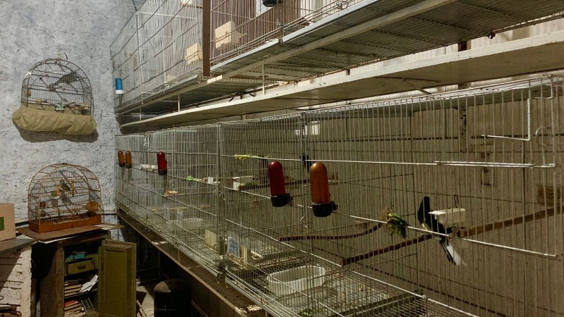 Foto mostra várias gaiolas com aves em lugar onde era feito comércio ilegal de animais silvestres.