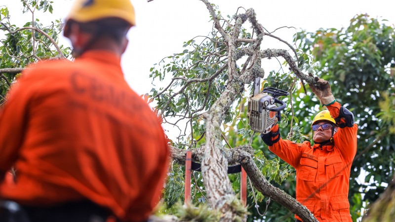 Bombeiros cortam árvore no Inmet