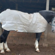 A foto mostra um cavalo, que foi apreendido na operação