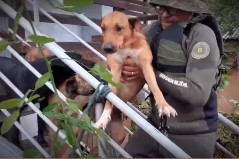 A imagem mostra um agente da Brigada Militar fazendo o resgate de um cachorro em uma região alagada pelas fortes chuvas