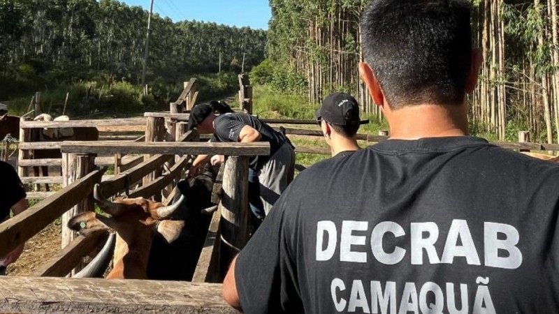 Policial civil com camiseta preta da Decrab observa outros dois homens e o gado na mangueira