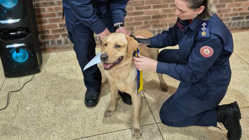 Na imagem, c&atilde;o de buscas recebe certificado