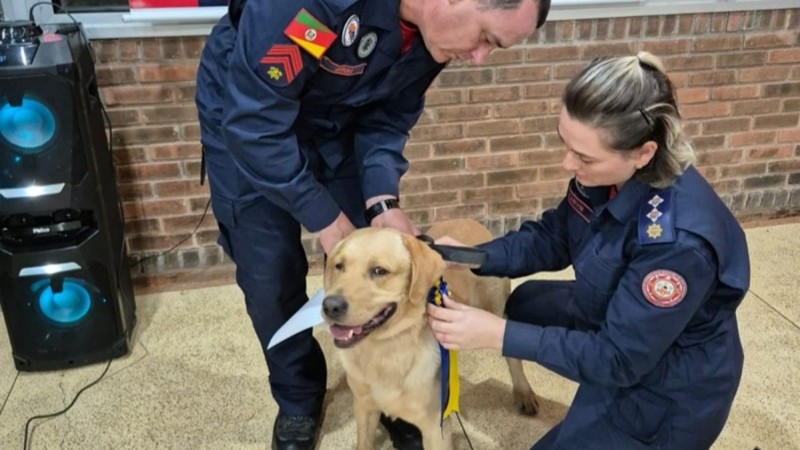 Foto mostra dois bombeiros de uniforme azul escuro colocando a coleira em um cachorro da ra&ccedil;a labrador, de pelagem bege clara. A cena acontece num ambiente fechado, com uma parede de tijolos &agrave; vista .