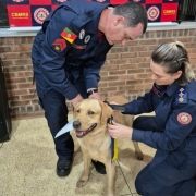 Foto mostra dois bombeiros de uniforme azul escuro colocando a coleira em um cachorro da ra&ccedil;a labrador, de pelagem bege clara. A cena acontece num ambiente fechado, com uma parede de tijolos &agrave; vista .